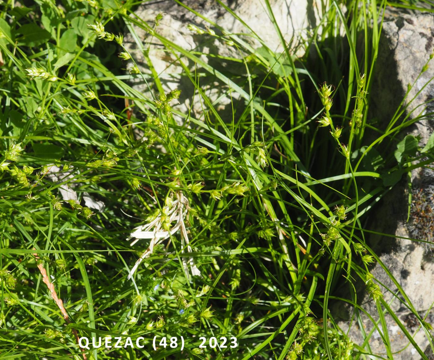 Sedge, Large-fruited Prickly plant
